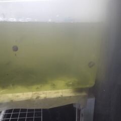 ボトル入りタニシ(5匹)3ボトル追加品出ししました。の画像