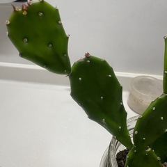 うちわサボテンの画像