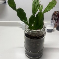 うちわサボテンの画像