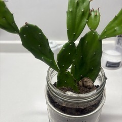 うちわサボテンの画像