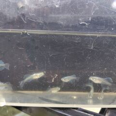 【めだか】幹之リアルロングフィン　ヒカリ体型　10匹の画像