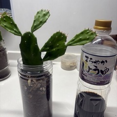 うちわサボテン2の画像