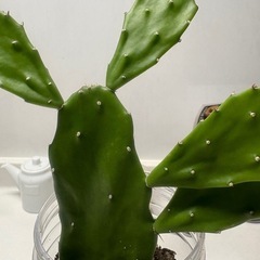 うちわサボテン2の画像