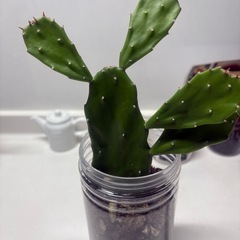 うちわサボテン2の画像