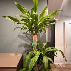 観葉植物の画像
