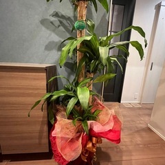 観葉植物の画像