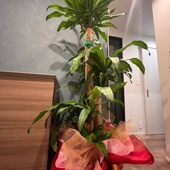 観葉植物の画像