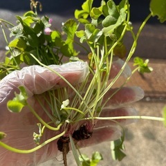 カタバミ　5個の画像