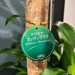 観葉植物の画像