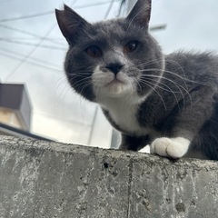グレー猫 