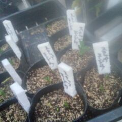 野菜苗5点200円コーナーにかき菜、スナップエンドウ、キャベツ苗本日販売分を追加品出ししました。の画像