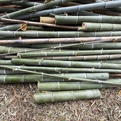 竹の引き取り　　　無料の画像