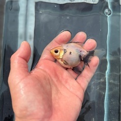 金魚の画像