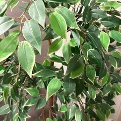 IKEA フェイカ　フェイクグリーンの画像