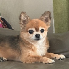 チワワの12才です。