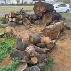 文面・写真更新/日時限定11/9㈰又は16㈰ 朝6:30 : 桜 / 広葉樹 ・積めるだけどうぞ! の画像