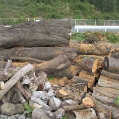 文面・写真更新/日時限定11/9㈰又は16㈰ 朝6:30 : 桜 / 広葉樹 ・積めるだけどうぞ! の画像