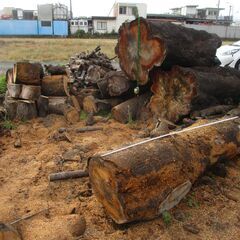 文面・写真更新/日時限定11/9㈰又は16㈰ 朝6:30 : 桜 / 広葉樹 ・積めるだけどうぞ! の画像