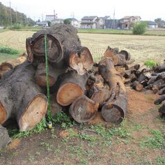 文面・写真更新/日時限定11/9㈰又は16㈰ 朝6:30 : 桜 / 広葉樹 ・積めるだけどうぞ! の画像