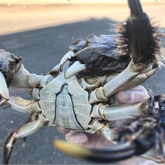 活モクズガニ　ズガニの画像