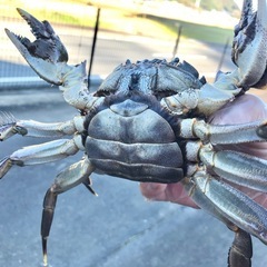 活モクズガニ　ズガニの画像