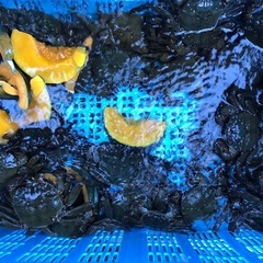 活モクズガニ　ズガニの画像