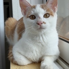 推定6ヶ月オスの子猫