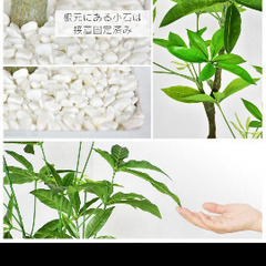 フェイクグリーン　パキラ　人工観葉植物の画像