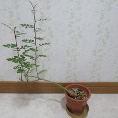 パキコルムスディスカラー　象の木の画像