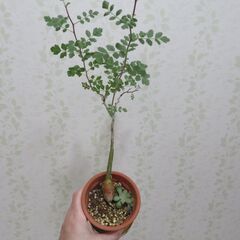 パキコルムスディスカラー　象の木の画像