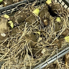 親芋　無料の画像