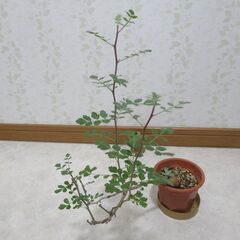 パキコルムスディスカラー　象の木の画像