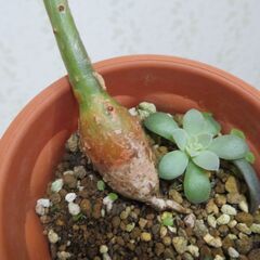 パキコルムスディスカラー　象の木の画像