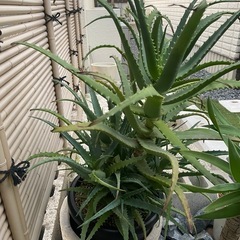 アロエ　大きい　ドライガーデンの画像