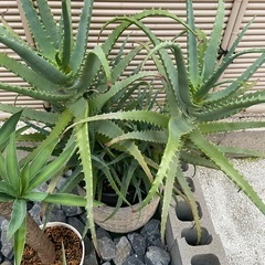 アロエ　大きい　ドライガーデンの画像