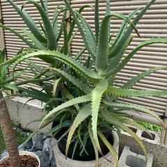 アロエ　大きい　ドライガーデンの画像