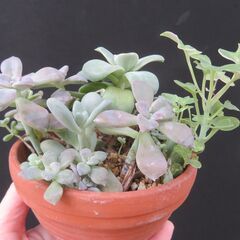 多肉植物の鉢植えセットの画像