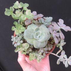 多肉植物の鉢植えセットの画像