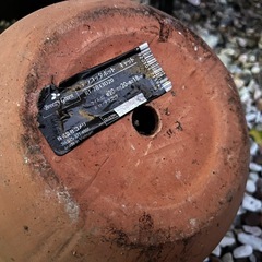 猫　テラコッタ鉢の画像