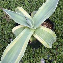 【特価】アガベ オバティフォリア オルカの画像