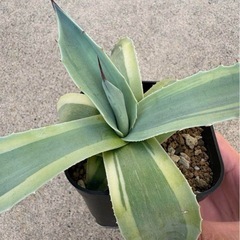 【特価】アガベ オバティフォリア オルカの画像