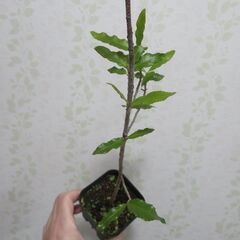 ミッキーマウスツリーの画像