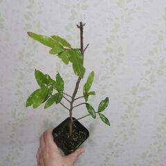 ミッキーマウスツリーの画像