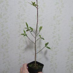 ミッキーマウスツリーの画像