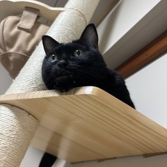 大人しく 人懐こい 黒猫🐾