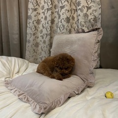 フランフラン座椅子の画像