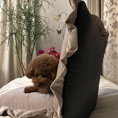 フランフラン座椅子の画像