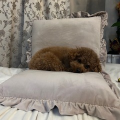 フランフラン座椅子の画像