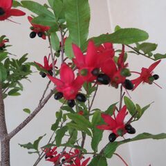 ミッキーマウスツリーの画像