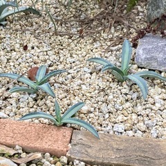 アガベ・アメリカーナ・エクスパンサ・パリーダの画像